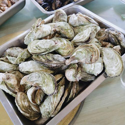 日批视频下载专题